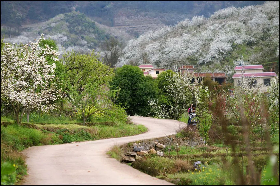 【春天,广西桂林灌阳县向您发出邀请!】我们在灌阳看梨花 - 游山玩水 - 威海生活社区 - 威海28生活网 weihai.28life.com