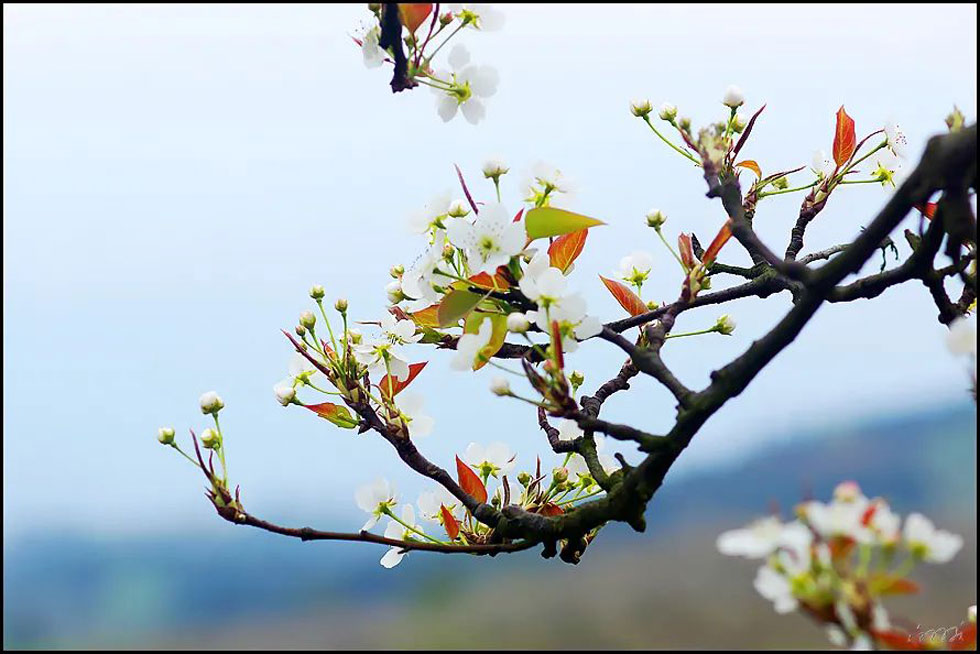【春天,广西桂林灌阳县向您发出邀请!】我们在灌阳看梨花 - 游山玩水 - 威海生活社区 - 威海28生活网 weihai.28life.com