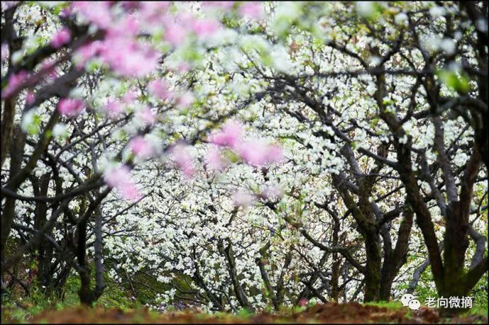 【春天,广西桂林灌阳县向您发出邀请!】我们在灌阳看梨花 - 游山玩水 - 威海生活社区 - 威海28生活网 weihai.28life.com