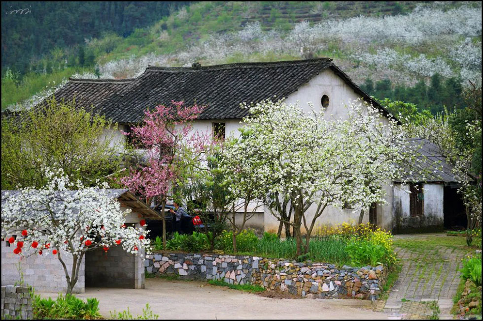 【春天,广西桂林灌阳县向您发出邀请!】我们在灌阳看梨花 - 游山玩水 - 威海生活社区 - 威海28生活网 weihai.28life.com