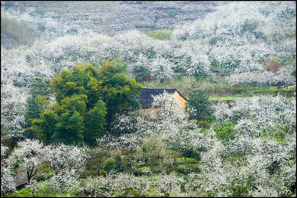 【春天,广西桂林灌阳县向您发出邀请!】我们在灌阳看梨花 - 游山玩水 - 威海生活社区 - 威海28生活网 weihai.28life.com