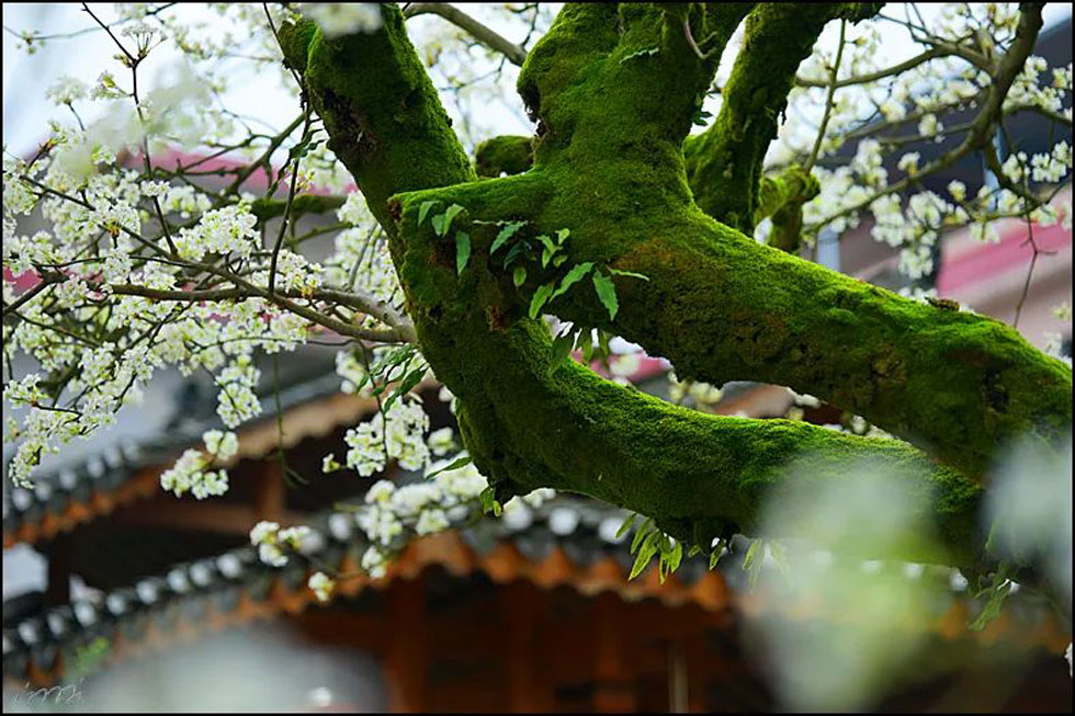 【春天,广西桂林灌阳县向您发出邀请!】我们在灌阳看梨花 - 游山玩水 - 威海生活社区 - 威海28生活网 weihai.28life.com