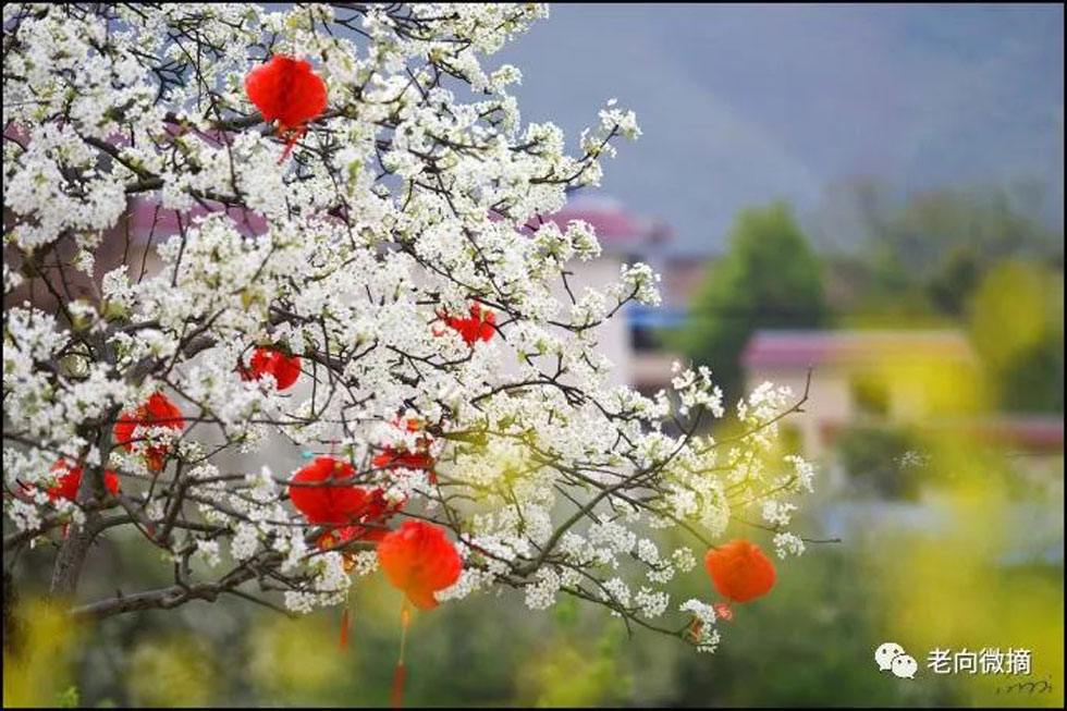 【春天,广西桂林灌阳县向您发出邀请!】我们在灌阳看梨花 - 游山玩水 - 威海生活社区 - 威海28生活网 weihai.28life.com