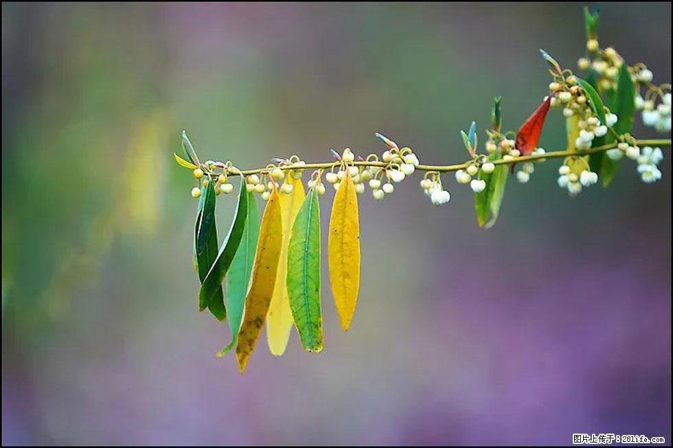 【春天,广西桂林灌阳县向您发出邀请!】米珠山前有片山苍子花在飘香 - 游山玩水 - 威海生活社区 - 威海28生活网 weihai.28life.com