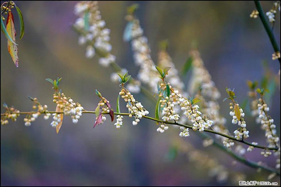 【春天,广西桂林灌阳县向您发出邀请!】米珠山前有片山苍子花在飘香 - 游山玩水 - 威海生活社区 - 威海28生活网 weihai.28life.com