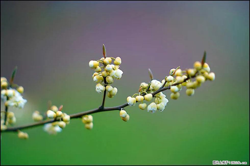 【春天,广西桂林灌阳县向您发出邀请!】米珠山前有片山苍子花在飘香 - 游山玩水 - 威海生活社区 - 威海28生活网 weihai.28life.com