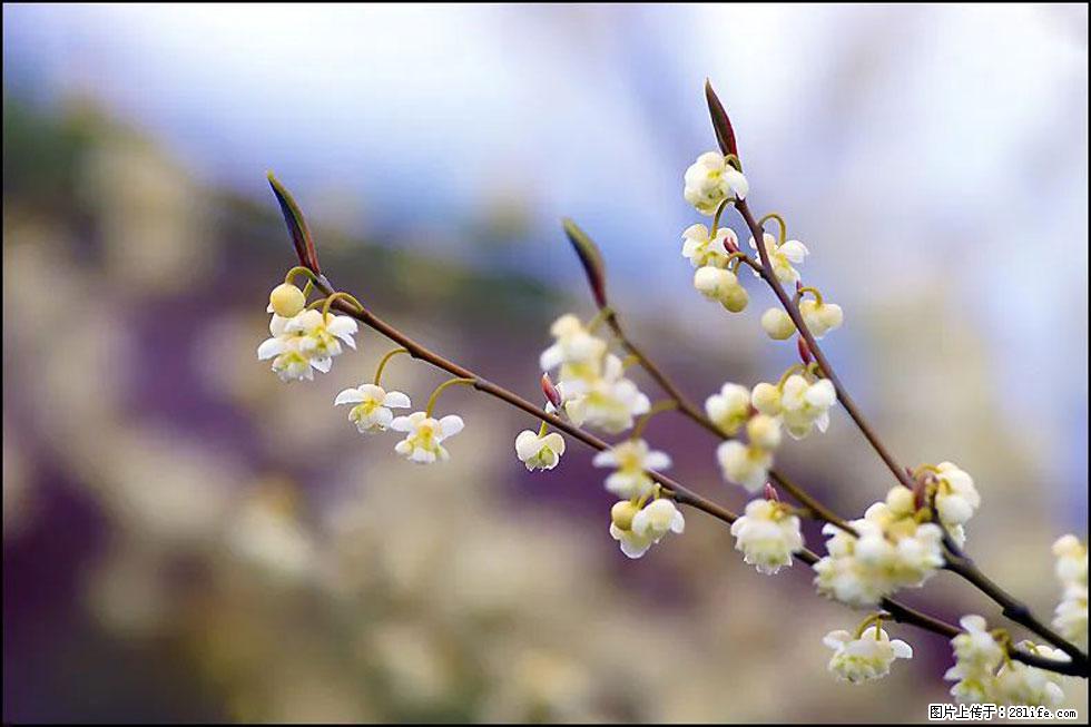 【春天,广西桂林灌阳县向您发出邀请!】米珠山前有片山苍子花在飘香 - 游山玩水 - 威海生活社区 - 威海28生活网 weihai.28life.com