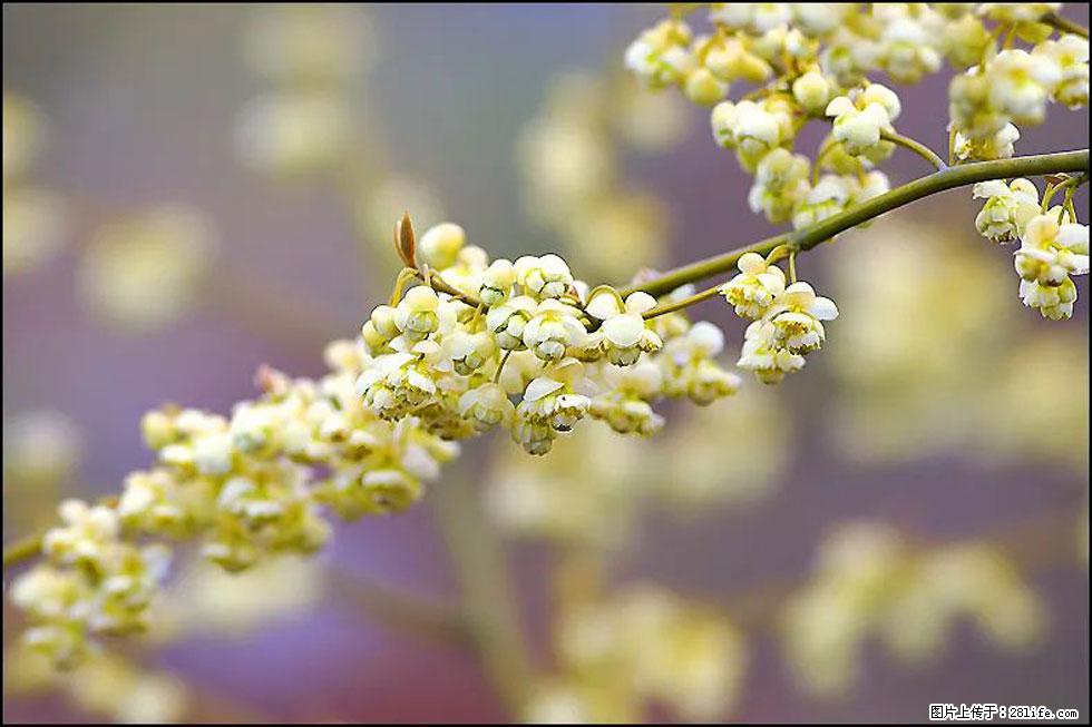 【春天,广西桂林灌阳县向您发出邀请!】米珠山前有片山苍子花在飘香 - 游山玩水 - 威海生活社区 - 威海28生活网 weihai.28life.com