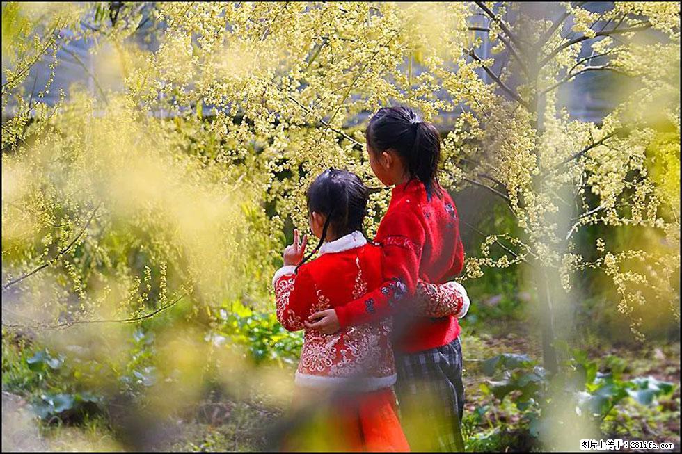 【春天,广西桂林灌阳县向您发出邀请!】米珠山前有片山苍子花在飘香 - 游山玩水 - 威海生活社区 - 威海28生活网 weihai.28life.com