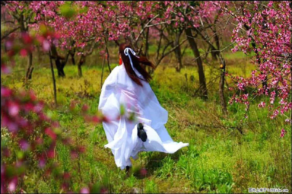 【春天,广西桂林灌阳县向您发出邀请!】官庄村有个醉美的桃花园 - 游山玩水 - 威海生活社区 - 威海28生活网 weihai.28life.com