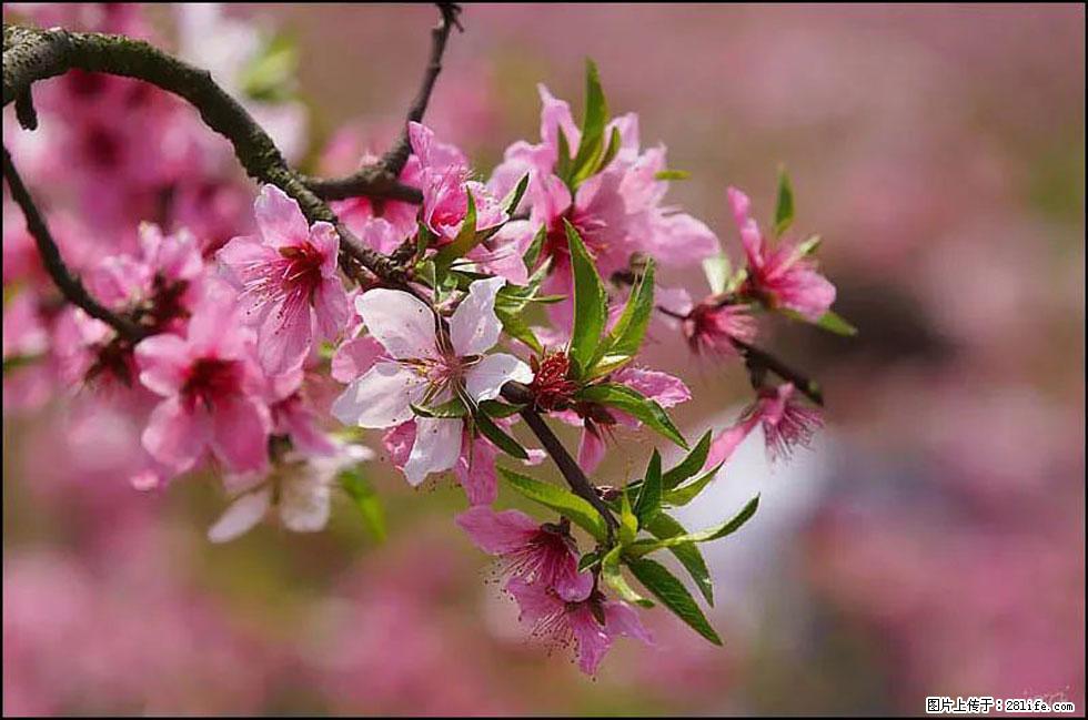 【春天,广西桂林灌阳县向您发出邀请!】官庄村有个醉美的桃花园 - 游山玩水 - 威海生活社区 - 威海28生活网 weihai.28life.com