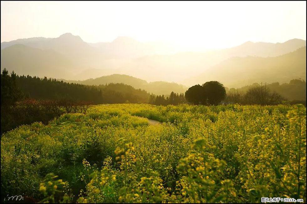 【春天,广西桂林灌阳县向您发出邀请!】长坪村油菜盛情花开 - 游山玩水 - 威海生活社区 - 威海28生活网 weihai.28life.com