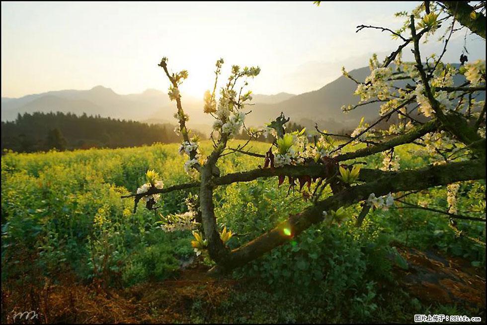 【春天,广西桂林灌阳县向您发出邀请!】长坪村油菜盛情花开 - 游山玩水 - 威海生活社区 - 威海28生活网 weihai.28life.com