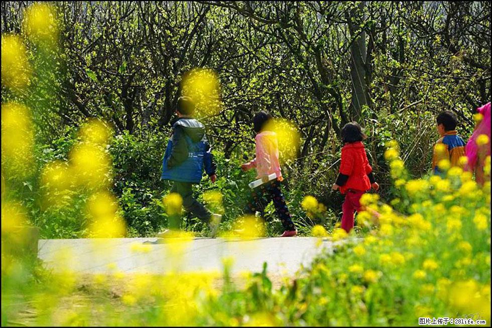 【春天,广西桂林灌阳县向您发出邀请!】长坪村油菜盛情花开 - 游山玩水 - 威海生活社区 - 威海28生活网 weihai.28life.com