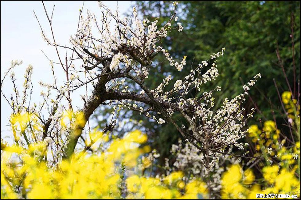 【春天,广西桂林灌阳县向您发出邀请!】长坪村油菜盛情花开 - 游山玩水 - 威海生活社区 - 威海28生活网 weihai.28life.com