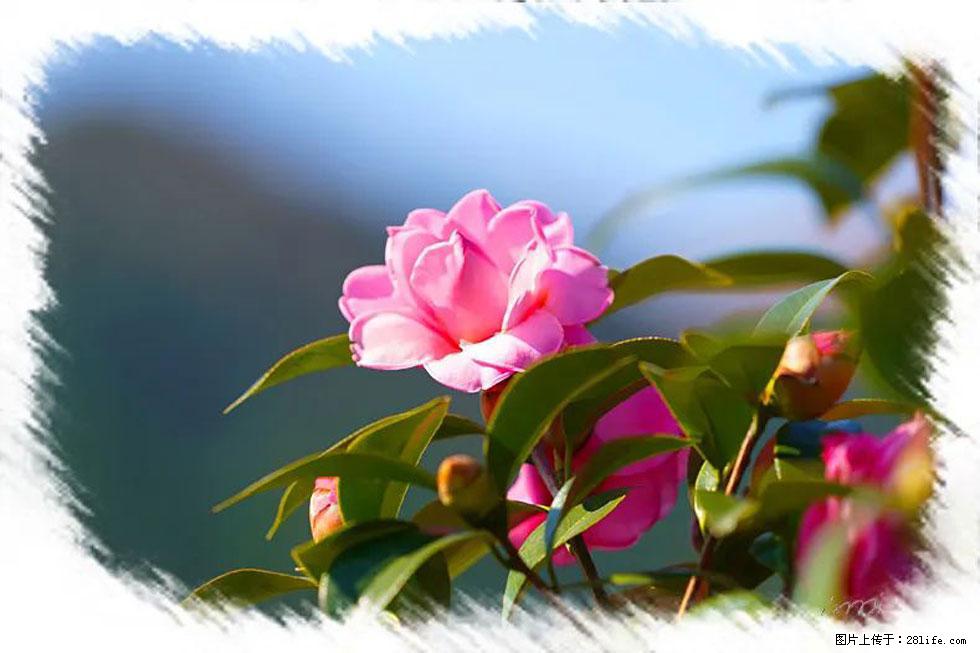 【春天,广西桂林灌阳县向您发出邀请!】杨柳井茶花惹人爱 - 游山玩水 - 威海生活社区 - 威海28生活网 weihai.28life.com