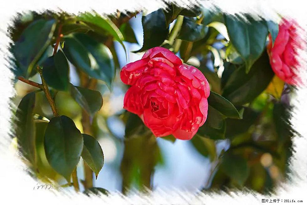 【春天,广西桂林灌阳县向您发出邀请!】杨柳井茶花惹人爱 - 游山玩水 - 威海生活社区 - 威海28生活网 weihai.28life.com