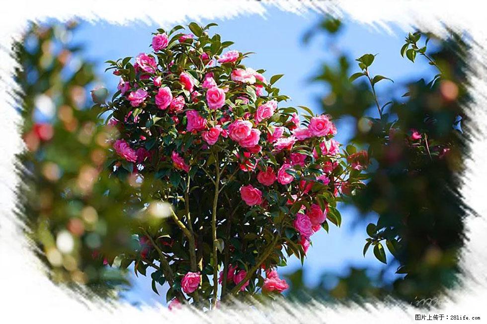 【春天,广西桂林灌阳县向您发出邀请!】杨柳井茶花惹人爱 - 游山玩水 - 威海生活社区 - 威海28生活网 weihai.28life.com