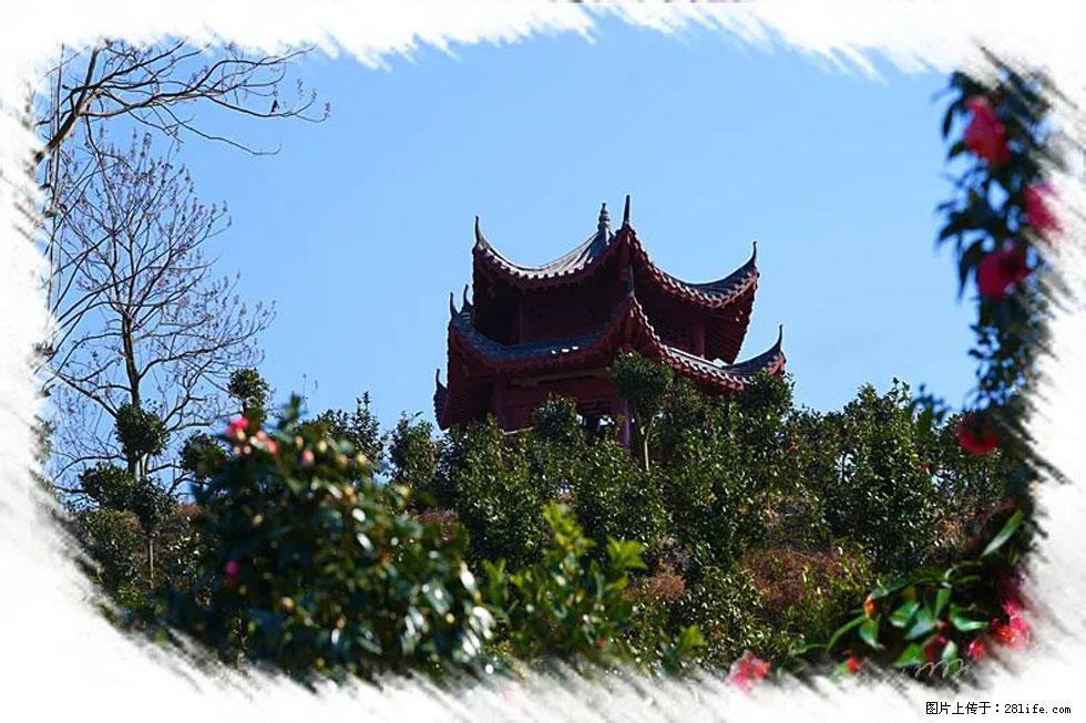 【春天,广西桂林灌阳县向您发出邀请!】杨柳井茶花惹人爱 - 游山玩水 - 威海生活社区 - 威海28生活网 weihai.28life.com