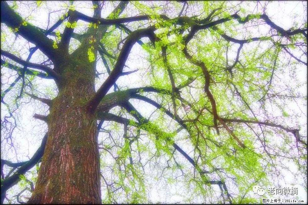 【春天,广西桂林灌阳县向您发出邀请!】在小龙村与春天约会 - 游山玩水 - 威海生活社区 - 威海28生活网 weihai.28life.com