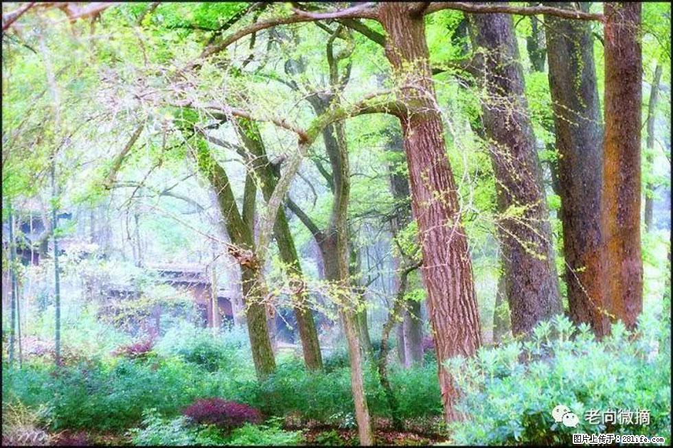 【春天,广西桂林灌阳县向您发出邀请!】在小龙村与春天约会 - 游山玩水 - 威海生活社区 - 威海28生活网 weihai.28life.com