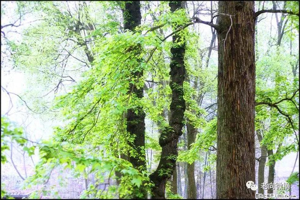 【春天,广西桂林灌阳县向您发出邀请!】在小龙村与春天约会 - 游山玩水 - 威海生活社区 - 威海28生活网 weihai.28life.com