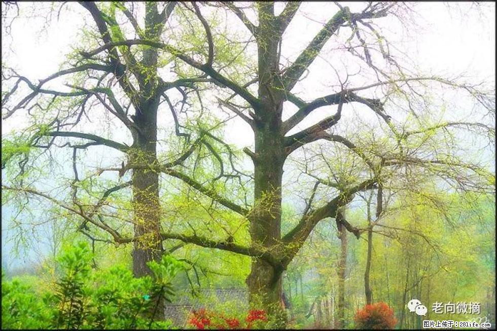 【春天,广西桂林灌阳县向您发出邀请!】在小龙村与春天约会 - 游山玩水 - 威海生活社区 - 威海28生活网 weihai.28life.com