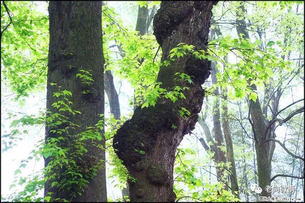 【春天,广西桂林灌阳县向您发出邀请!】在小龙村与春天约会 - 游山玩水 - 威海生活社区 - 威海28生活网 weihai.28life.com