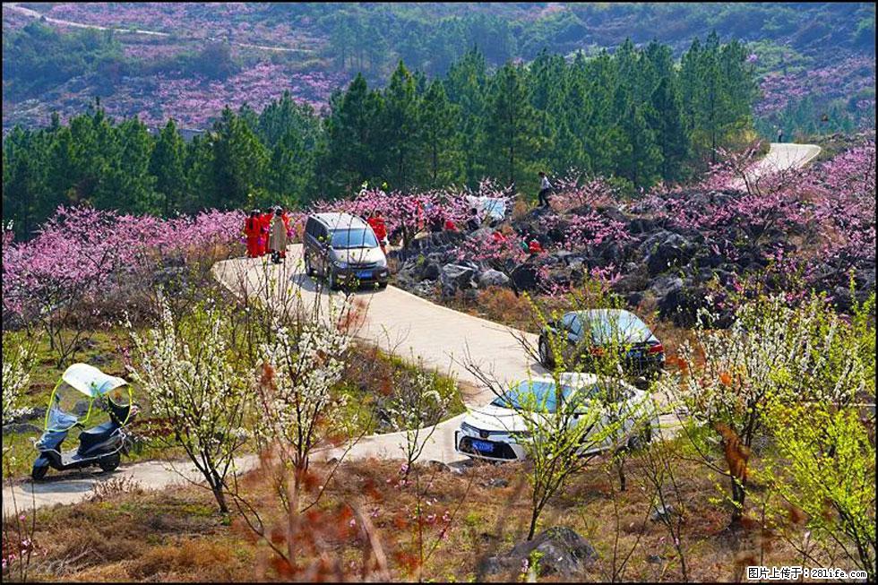【春天,广西桂林灌阳县向您发出邀请!】望月岭上桃花开 - 游山玩水 - 威海生活社区 - 威海28生活网 weihai.28life.com