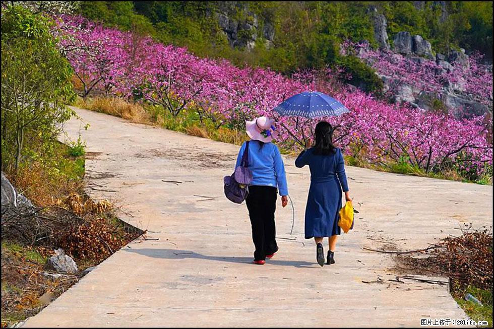 【春天,广西桂林灌阳县向您发出邀请!】望月岭上桃花开 - 游山玩水 - 威海生活社区 - 威海28生活网 weihai.28life.com