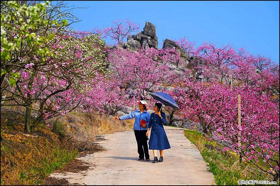 【春天,广西桂林灌阳县向您发出邀请!】望月岭上桃花开 - 游山玩水 - 威海生活社区 - 威海28生活网 weihai.28life.com