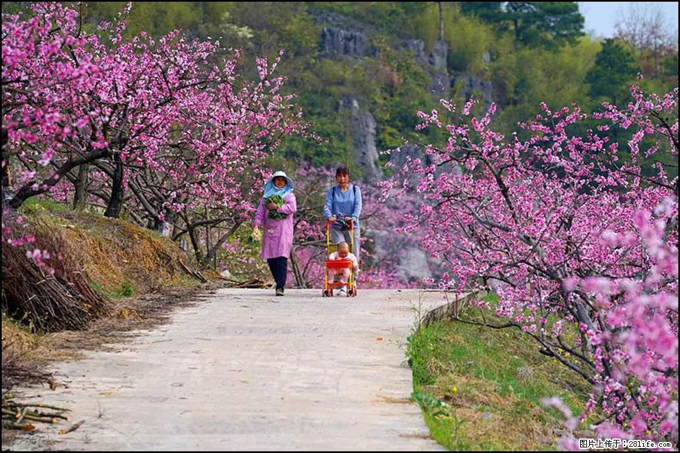 【春天,广西桂林灌阳县向您发出邀请!】望月岭上桃花开 - 游山玩水 - 威海生活社区 - 威海28生活网 weihai.28life.com
