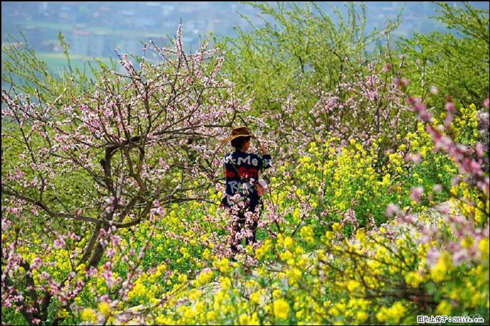 【春天,广西桂林灌阳县向您发出邀请!】望月岭上桃花开 - 游山玩水 - 威海生活社区 - 威海28生活网 weihai.28life.com