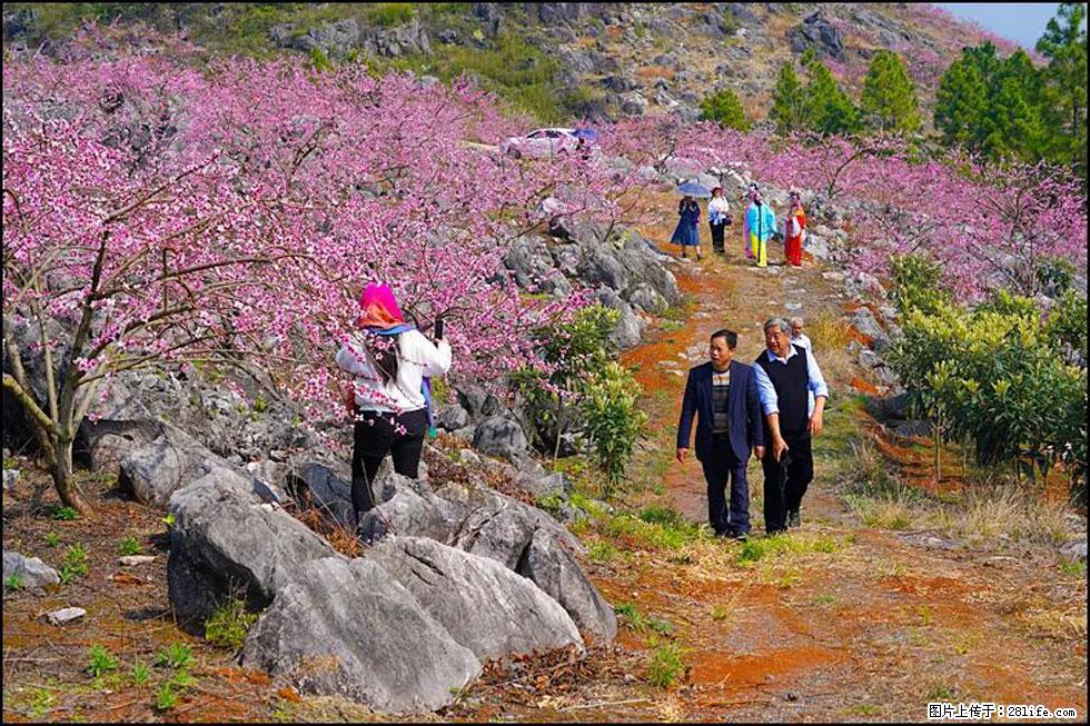 【春天,广西桂林灌阳县向您发出邀请!】望月岭上桃花开 - 游山玩水 - 威海生活社区 - 威海28生活网 weihai.28life.com