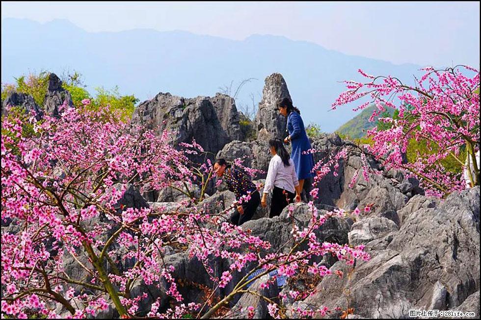 【春天,广西桂林灌阳县向您发出邀请!】望月岭上桃花开 - 游山玩水 - 威海生活社区 - 威海28生活网 weihai.28life.com