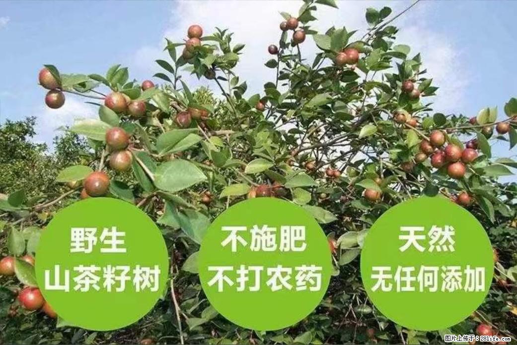 【灌阳县油茶产业示范区】一个有着充实的精神生活的人，对待身外之物自会有一种淡泊的态度 - 土特产 - 饮食特产 - 威海分类信息 - 威海28生活网 weihai.28life.com