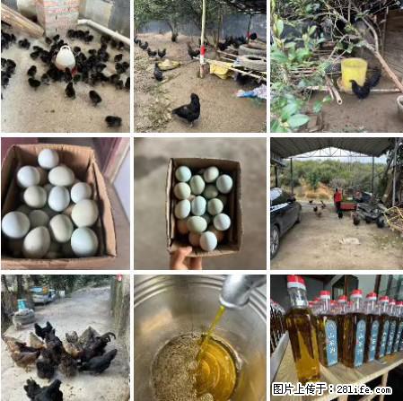 油茶园从小鸡仔开始养起的纯土鸡、土鸡蛋可以预定啦!还有前几天刚榨的纯山茶油哦 - 美食天地 - 威海生活社区 - 威海28生活网 weihai.28life.com