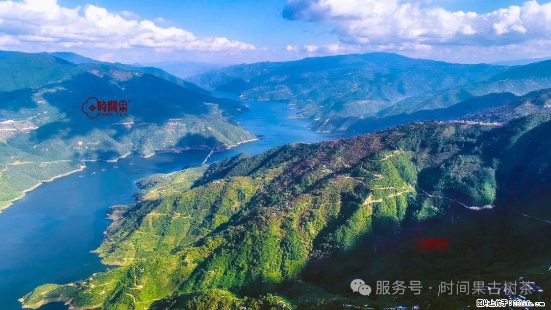 时间果百年古树龙珠普洱生茶 - 购物交流 - 威海生活社区 - 威海28生活网 weihai.28life.com