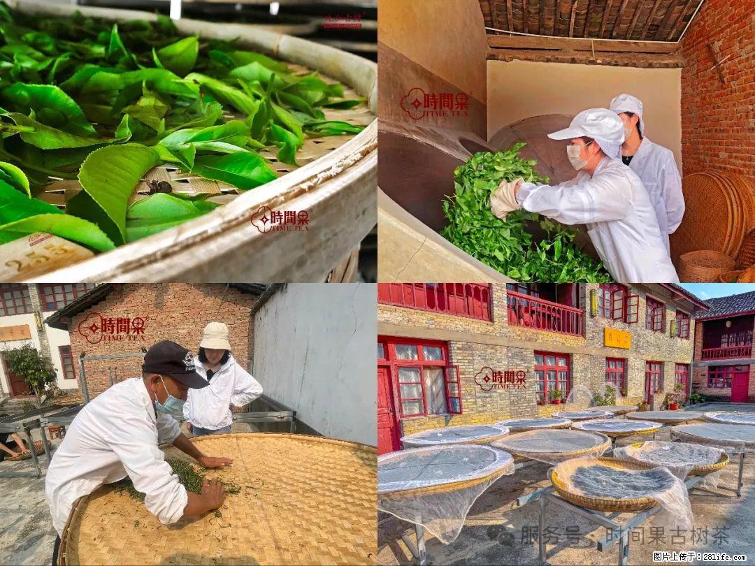 时间果百年古树龙珠普洱生茶 - 购物交流 - 威海生活社区 - 威海28生活网 weihai.28life.com