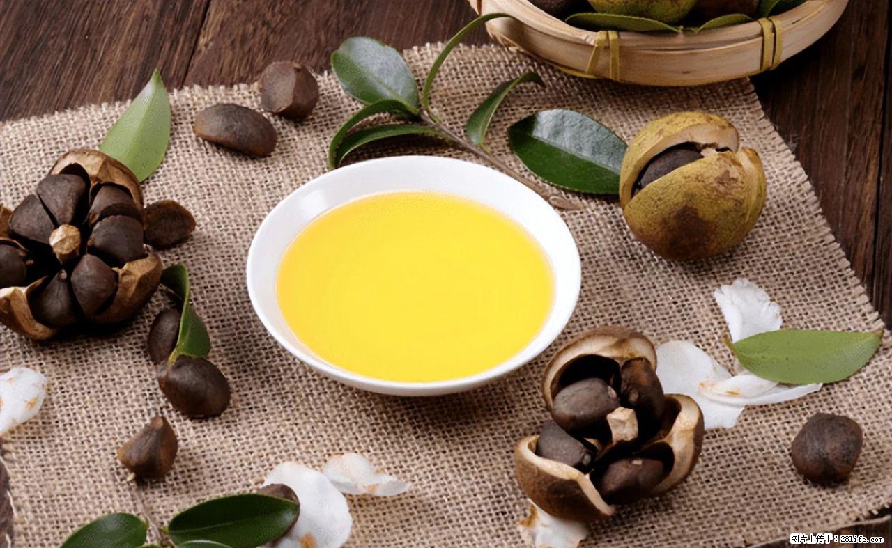 揭秘茶油的5大核心营养成分!被称为人体健康的“守护盾”! - 威海生活资讯 - 威海28生活网 weihai.28life.com