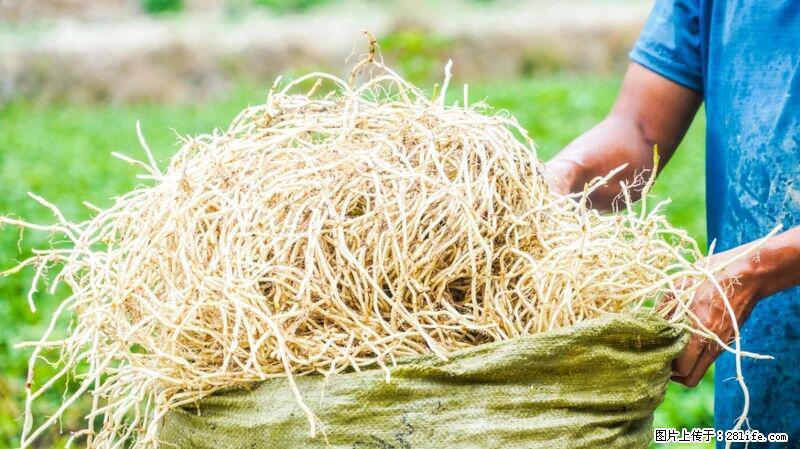 堪称“最难吃”的蔬菜,却是 “抗辐射神器”,还能护肺、清热、止咳化痰! - 威海生活资讯 - 威海28生活网 weihai.28life.com