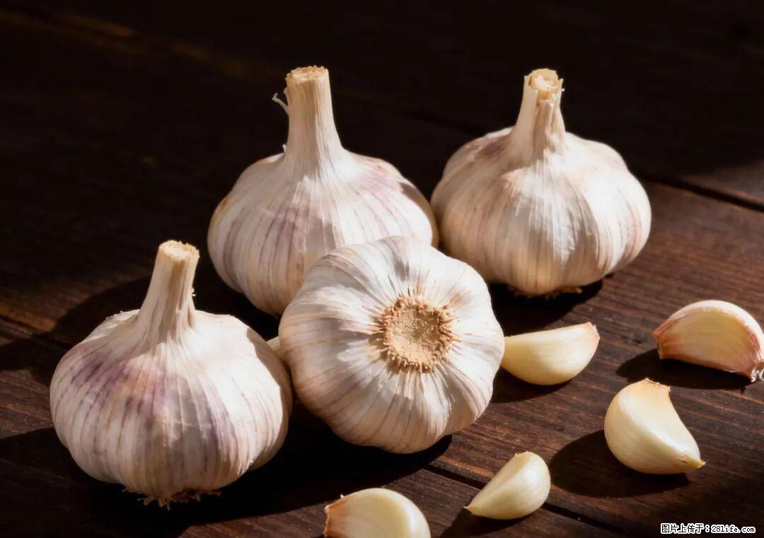 关于大蒜，除了“天然抗生素”，这4个谣言更该警惕! - 威海生活资讯 - 威海28生活网 weihai.28life.com