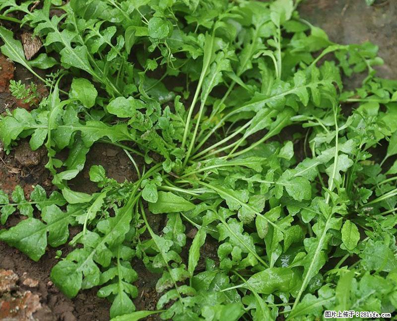 这些蔬菜是“天然钙片”，这6种被医生重点推荐 - 威海生活资讯 - 威海28生活网 weihai.28life.com