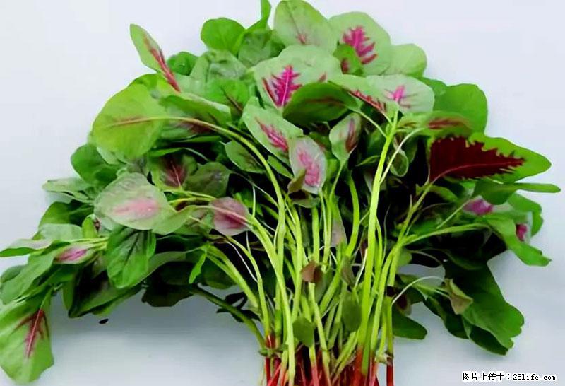 这些蔬菜是“天然钙片”，这6种被医生重点推荐 - 威海生活资讯 - 威海28生活网 weihai.28life.com