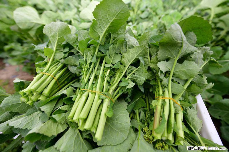 这些蔬菜是“天然钙片”，这6种被医生重点推荐 - 威海生活资讯 - 威海28生活网 weihai.28life.com